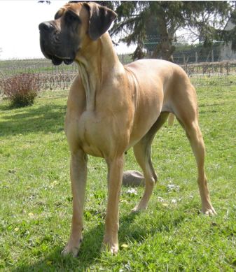 Epona de la Vallée Du Prieuré