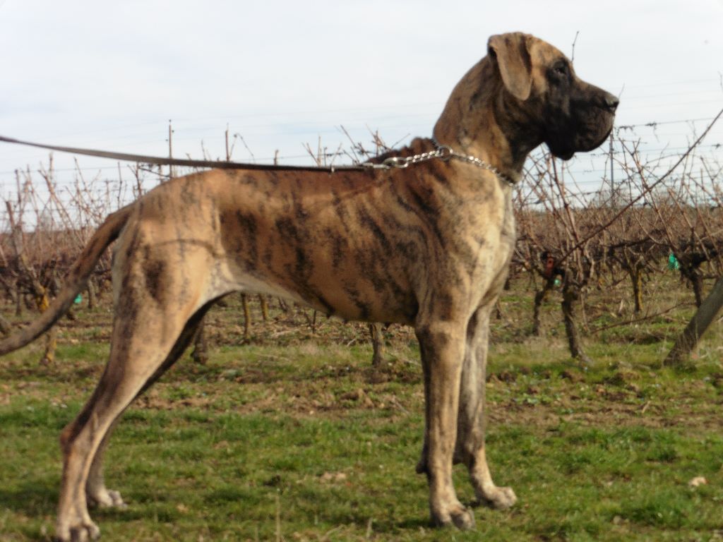 Lou-ange de la Vallée Du Prieuré