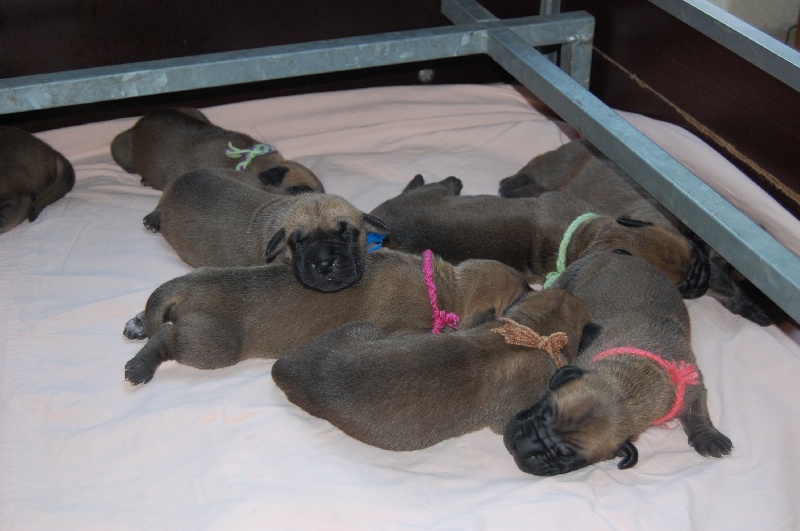 CHIOTS de BALLA des Terres de la Rairie & CLINTON vum Rotscheid