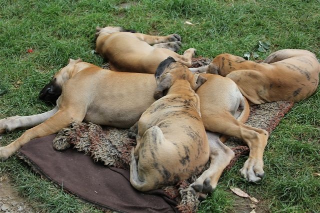 de la Vallée Du Prieuré - Dogue allemand - Portée née le 24/07/2012